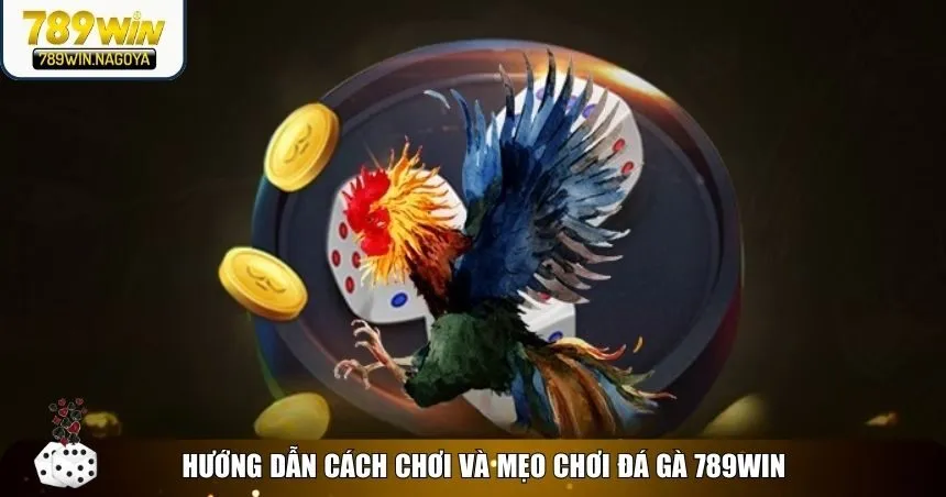 Cách đặt cược hợp lý, theo dõi kết quả và các mẹo chơi tại đá gà 789win